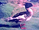 Male Merganser